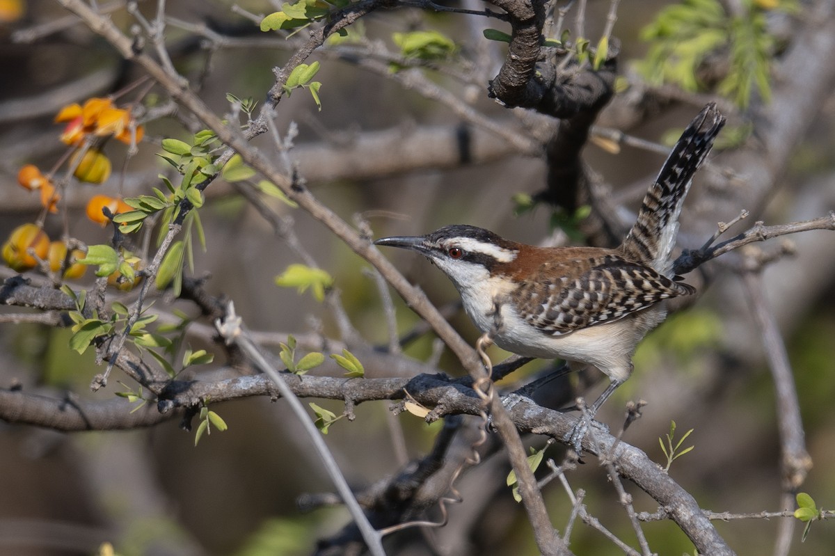 Rufous-naped Wren (Rufous-backed) - ML616053566