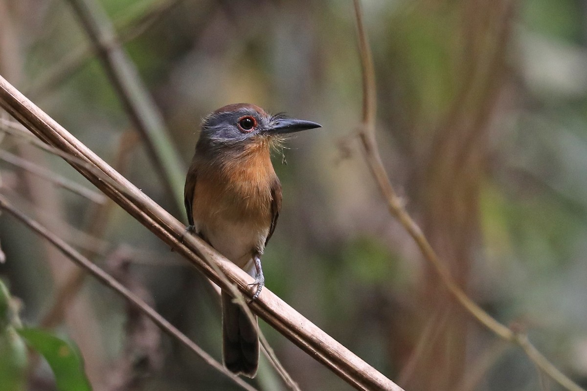 Gray-cheeked Nunlet - Linda Widdop