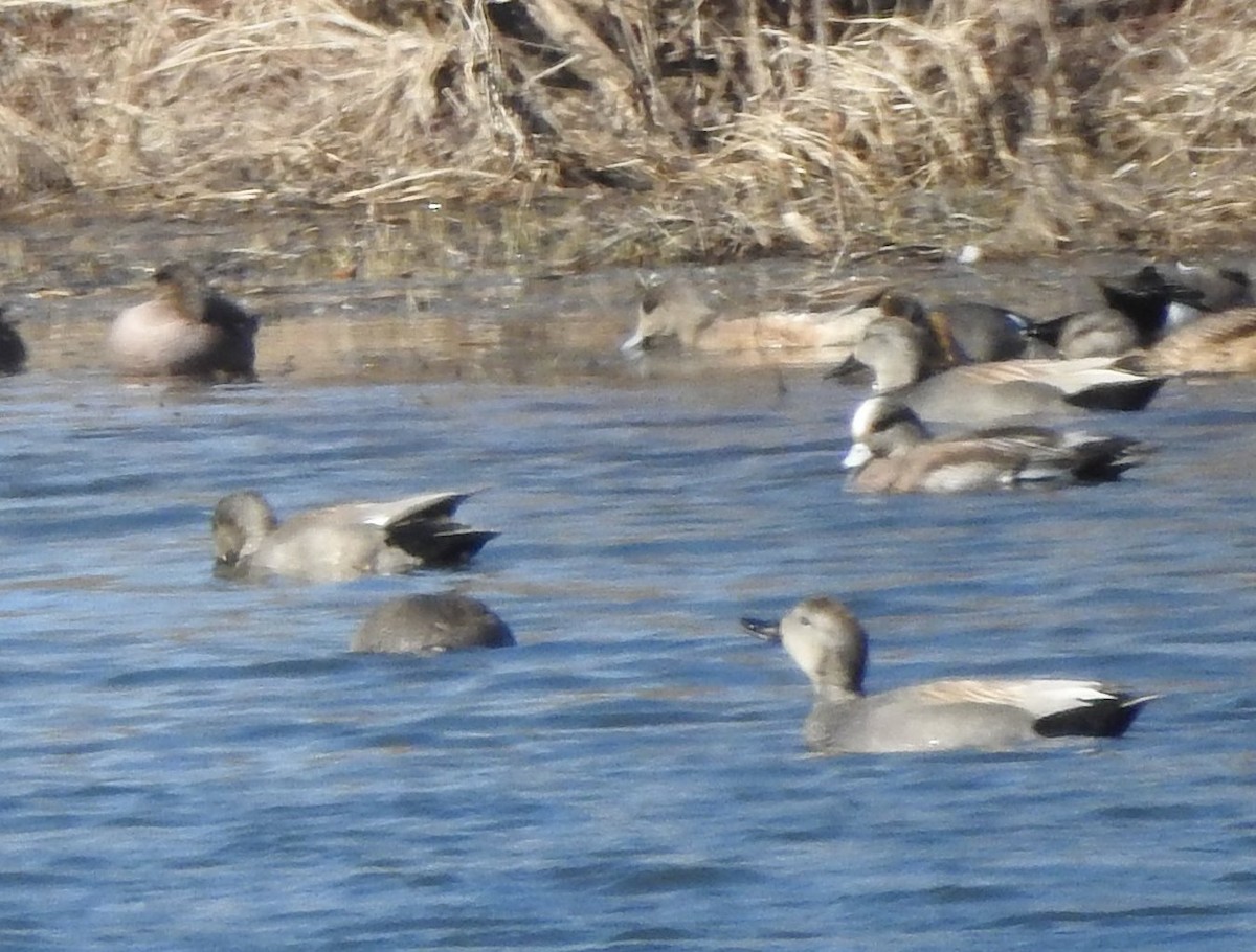 Canard chipeau - ML616053608