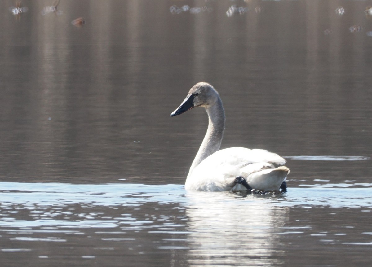 Tundra Swan - ML616053620