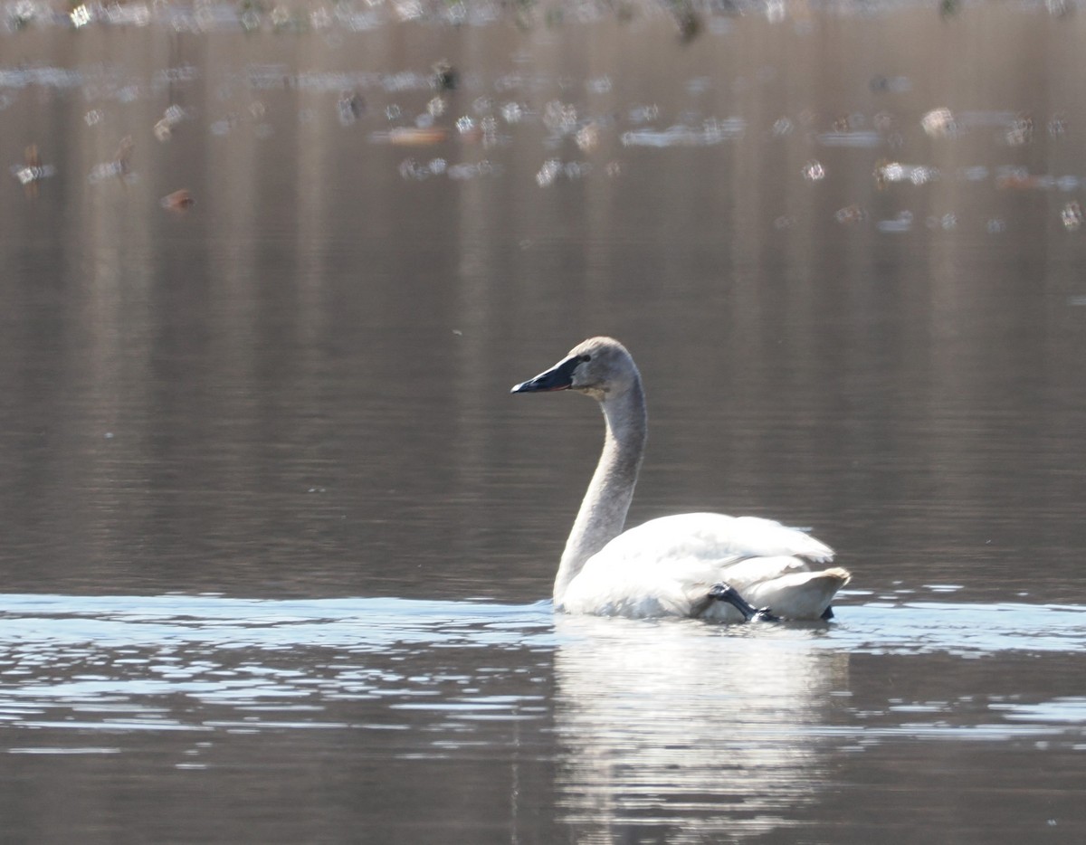 Tundra Swan - michael dreibelbis