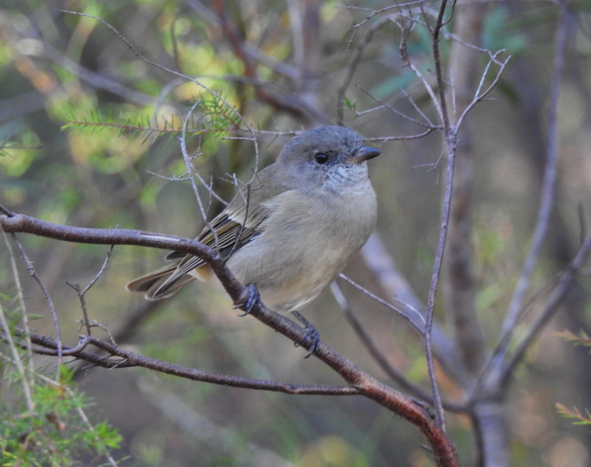Golden Whistler (Eastern) - ML616053690