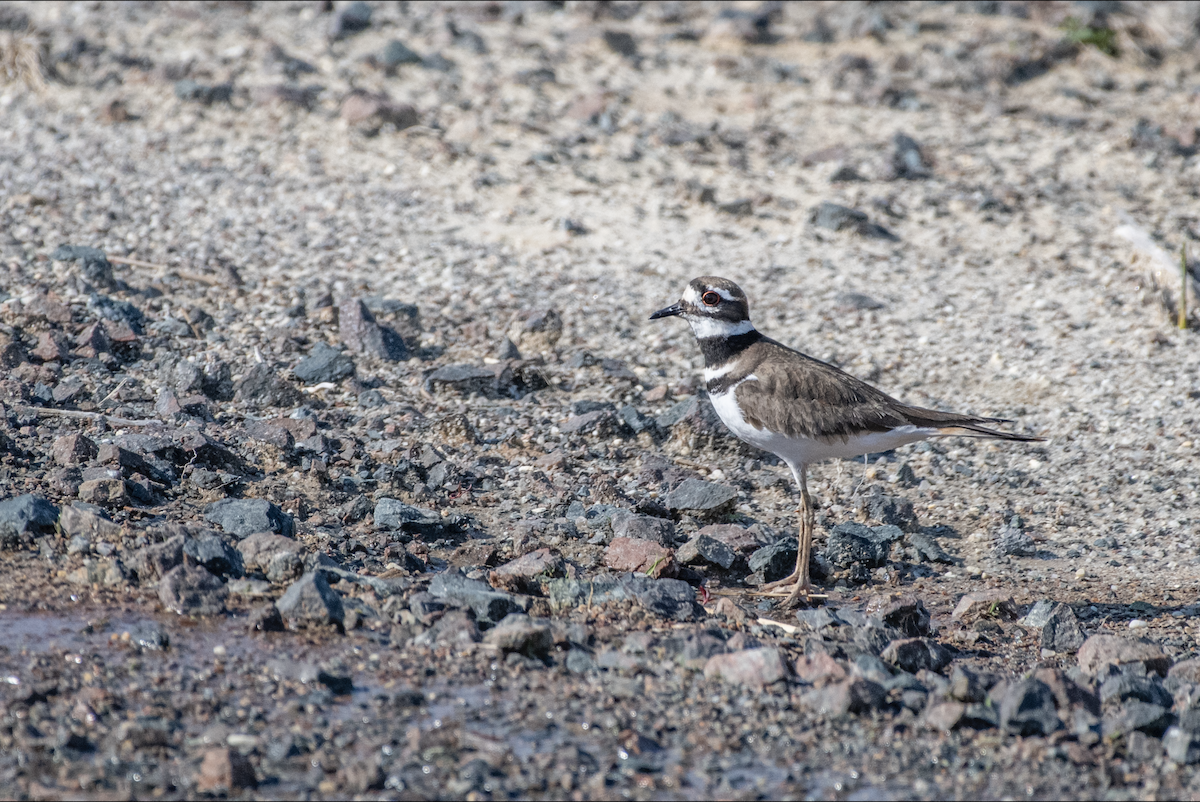 Killdeer - Lauren Davies