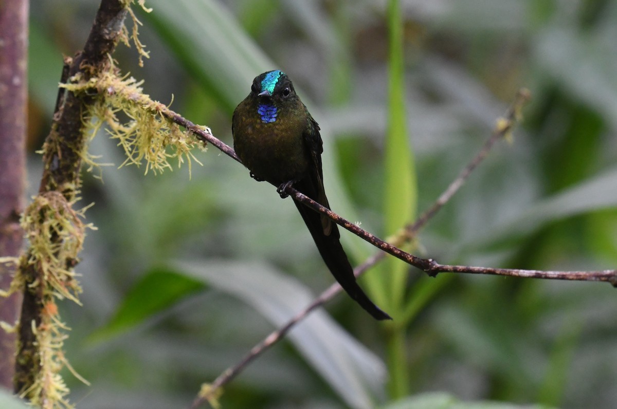Violet-tailed Sylph - ML616053787