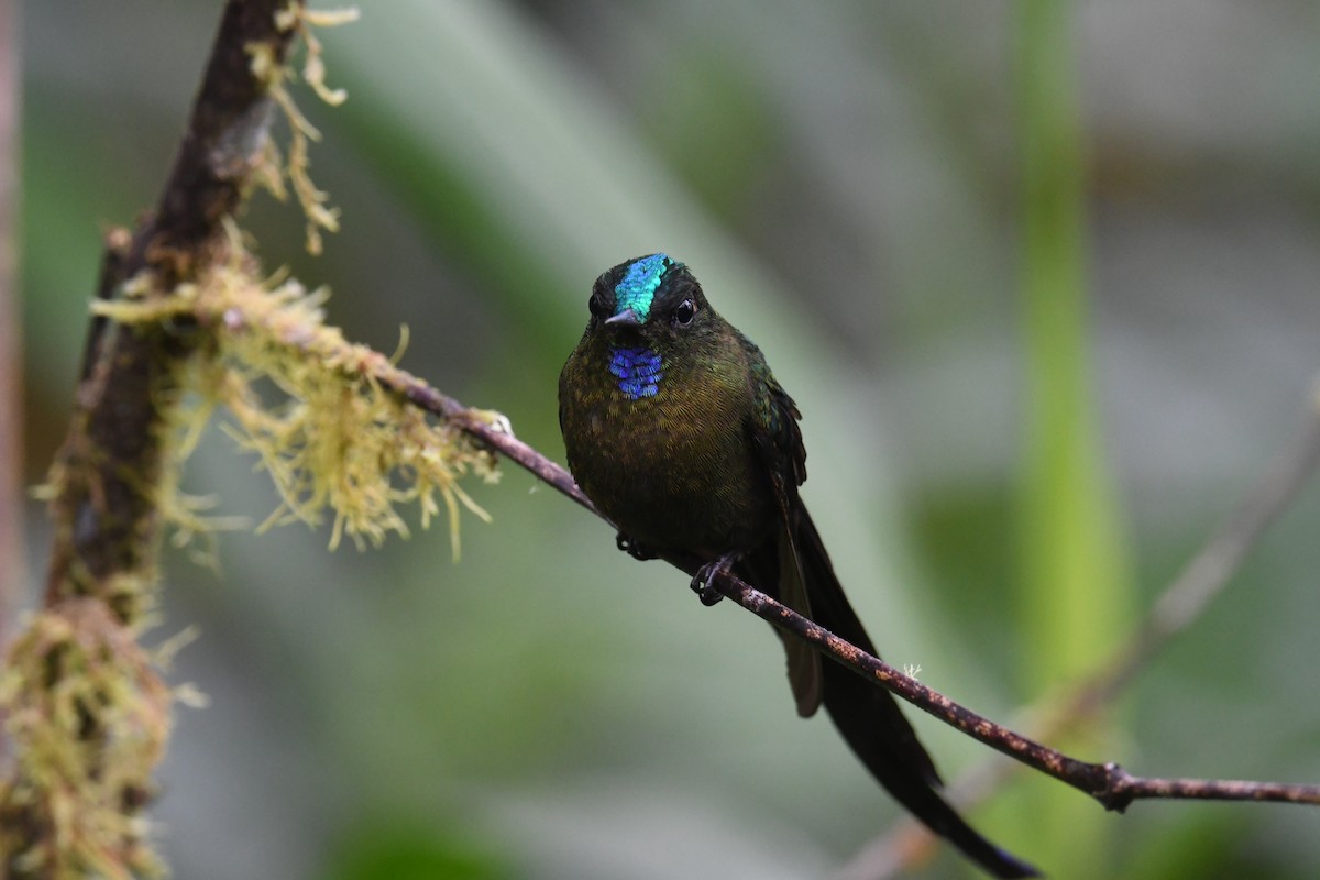Violet-tailed Sylph - ML616053789
