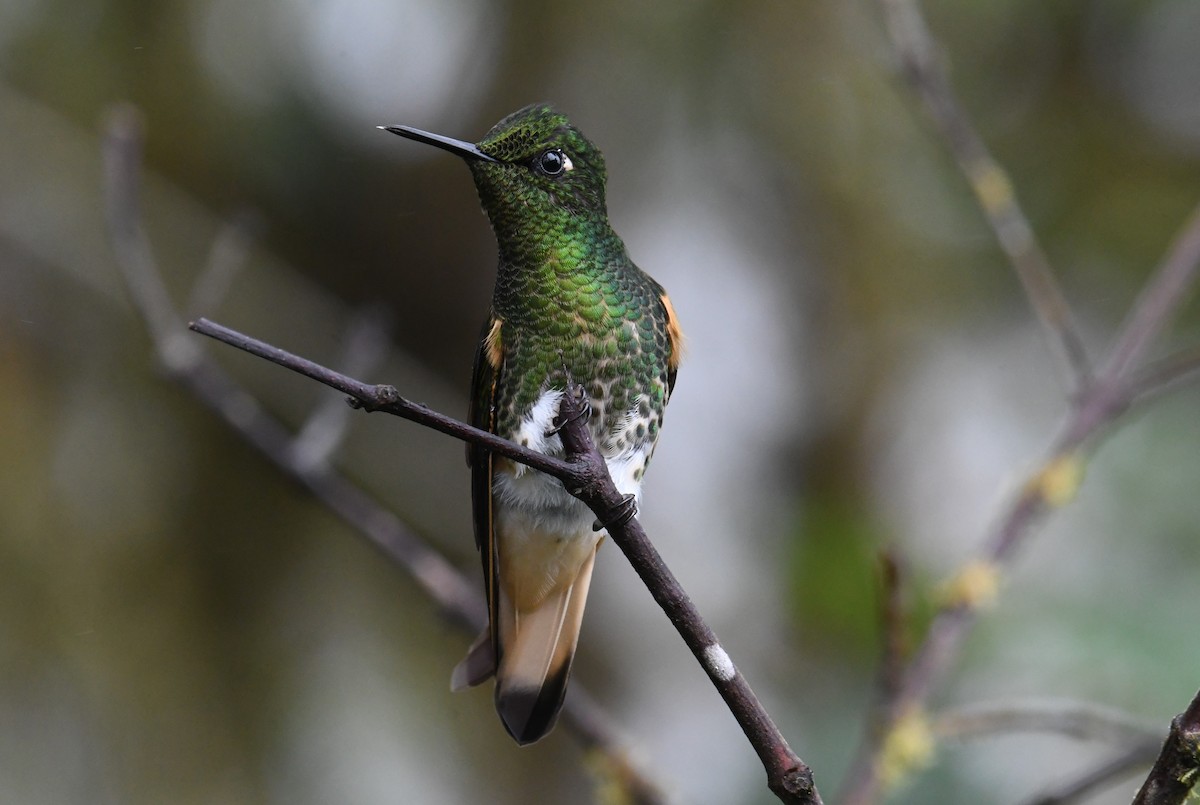 Buff-tailed Coronet - ML616053819