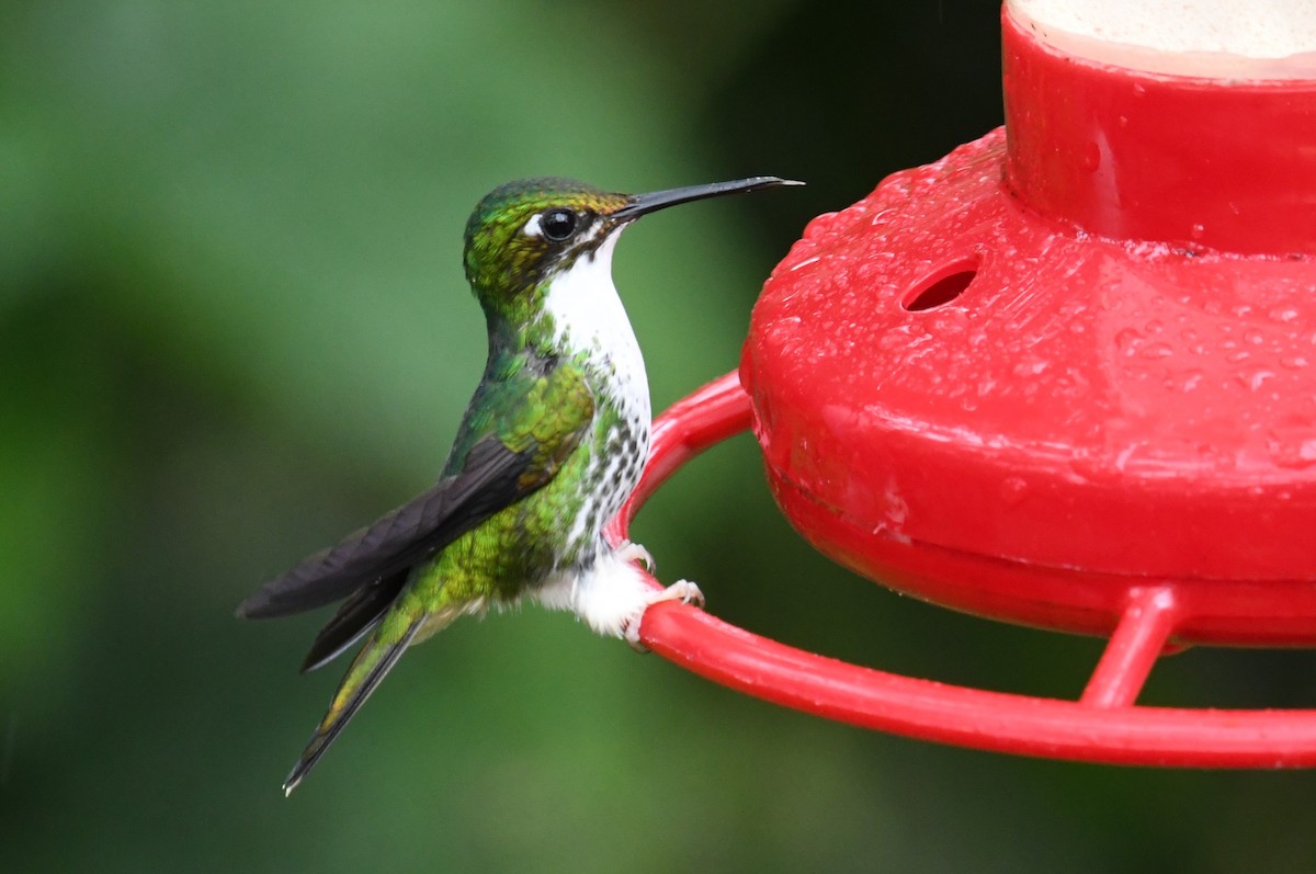White-booted Racket-tail - ML616053827