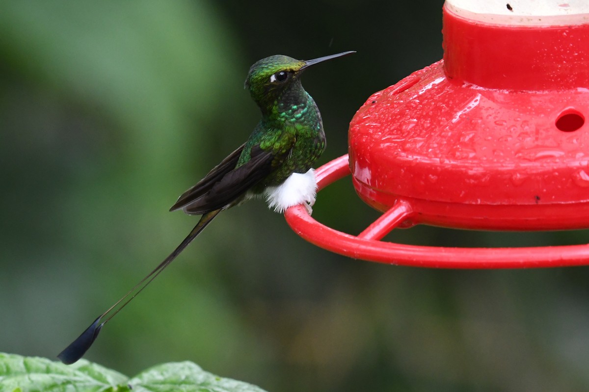 White-booted Racket-tail - ML616053828