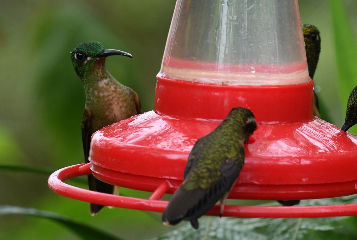kolibřík hnědobřichý - ML616053839