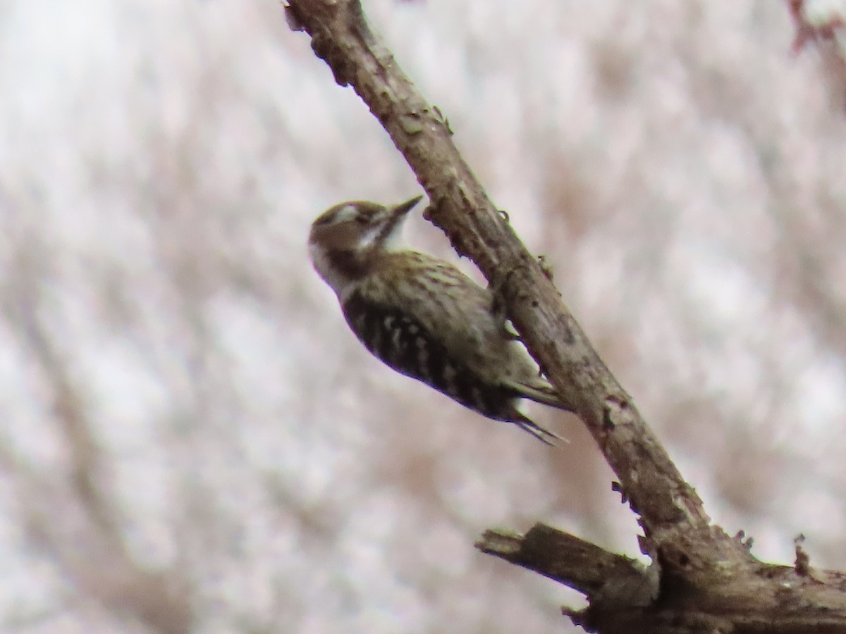 Japanese Pygmy Woodpecker - ML616053870