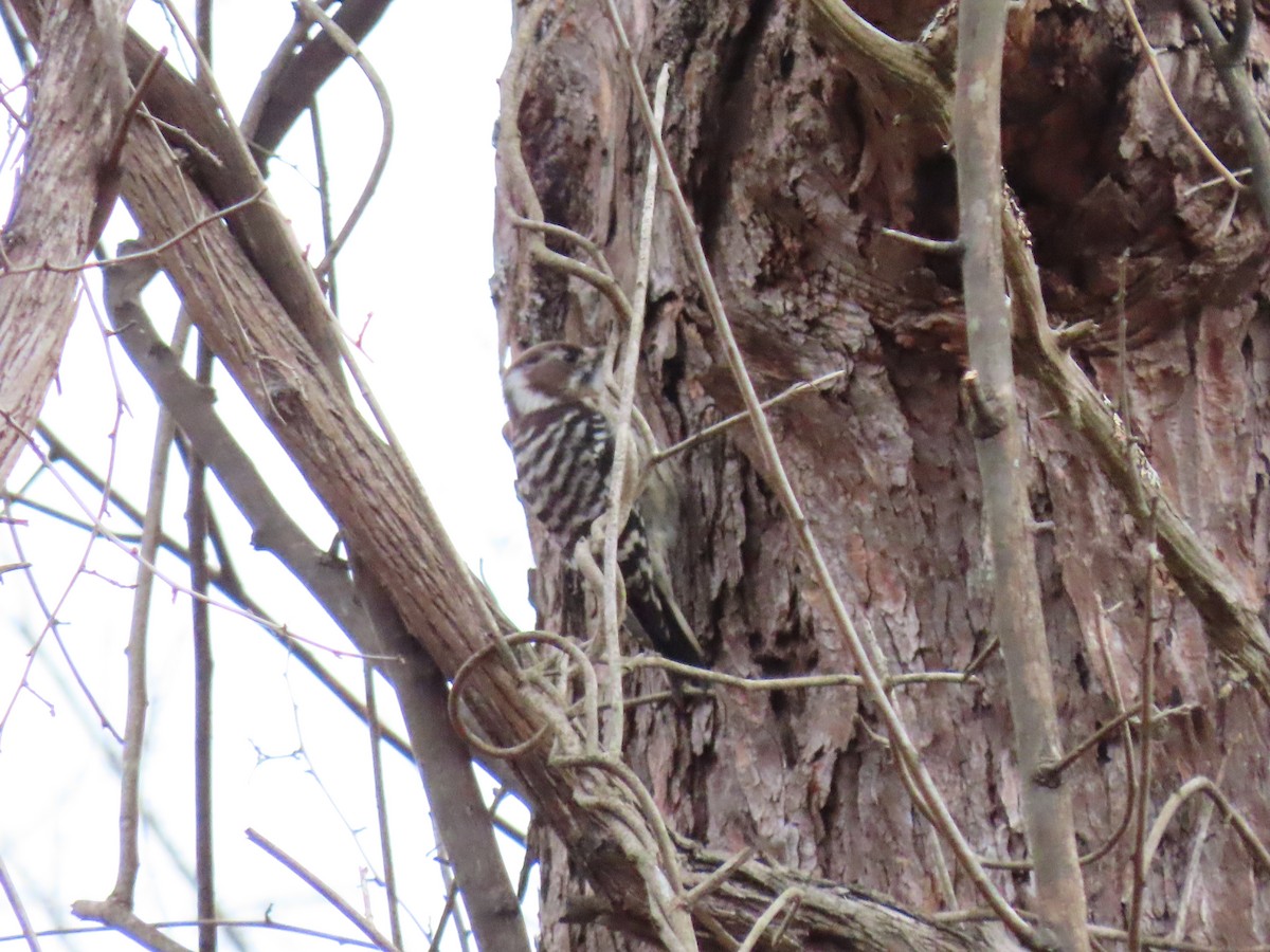 Japanese Pygmy Woodpecker - ML616053871