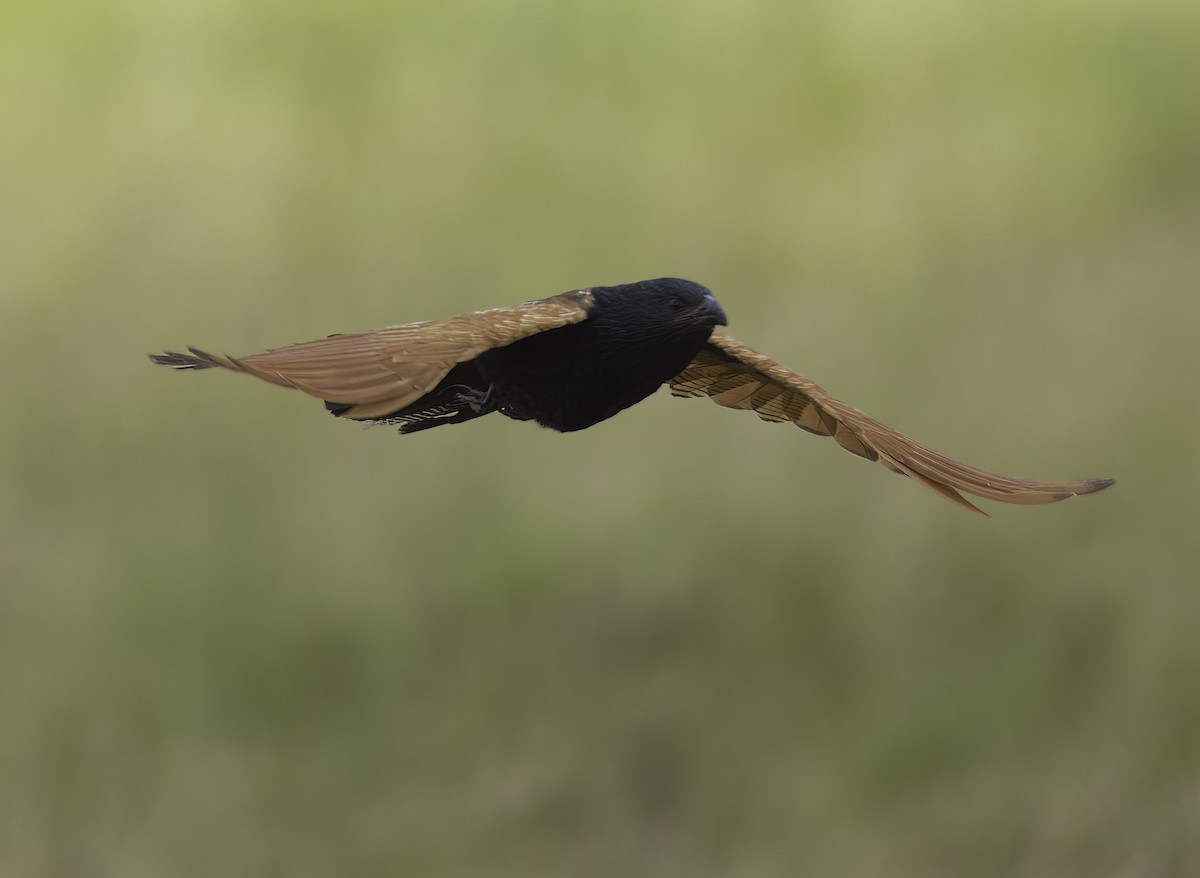 Black Coucal - ML616053886