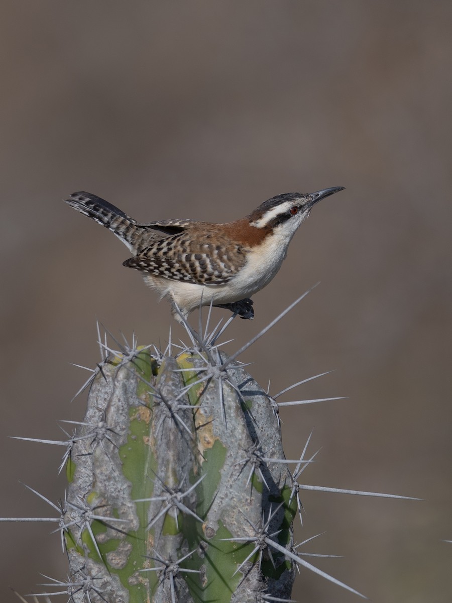 Rufous-naped Wren (Rufous-backed) - ML616053910