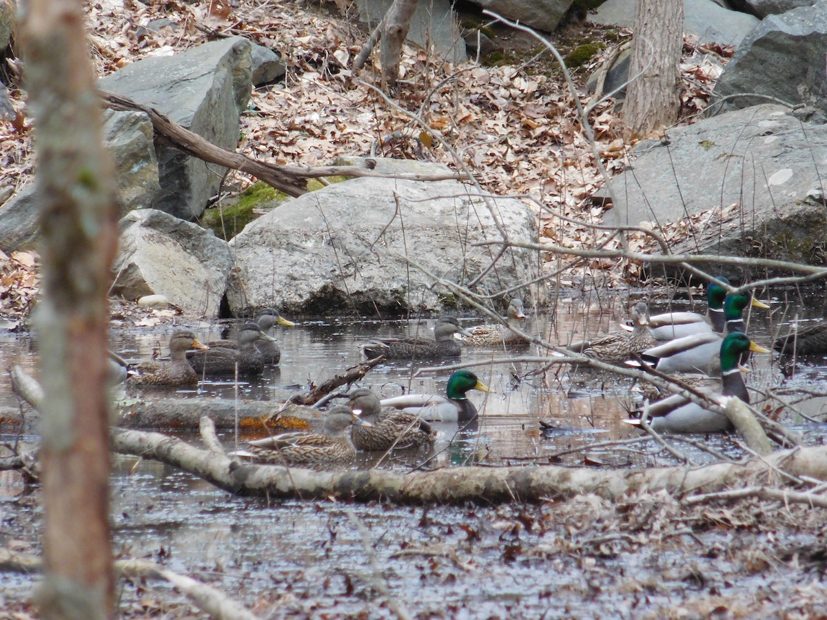 American Black Duck - ML616053927