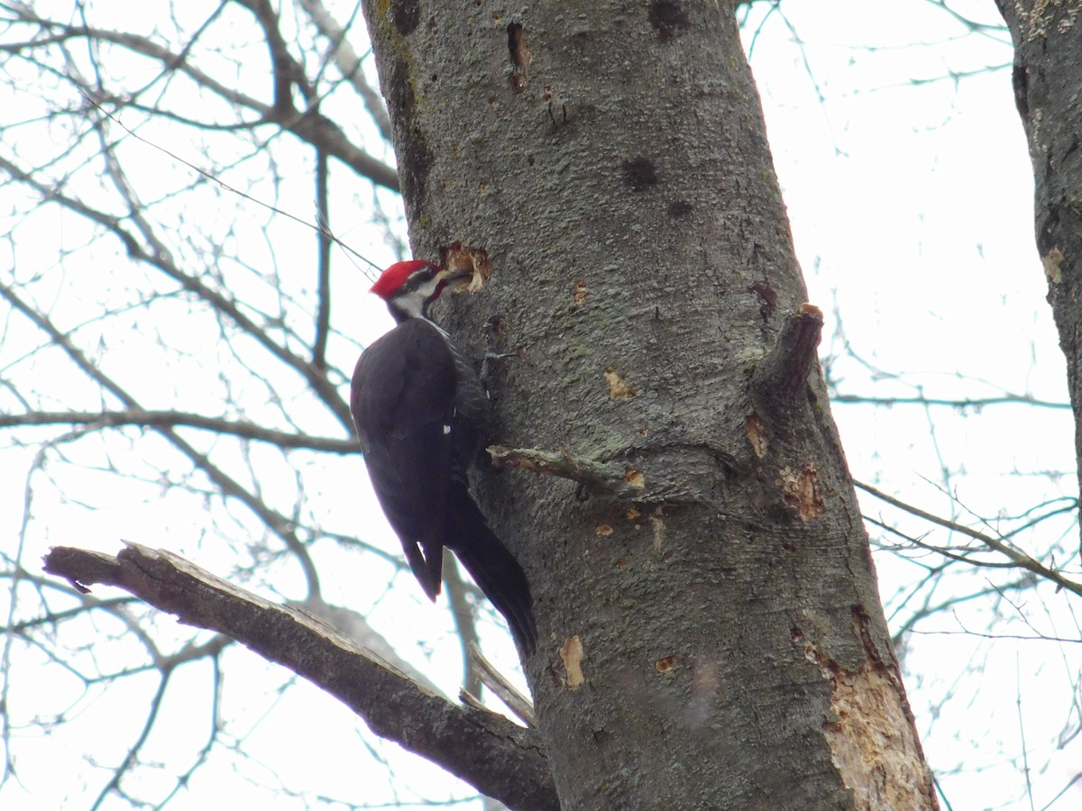 Pileated Woodpecker - ML616053929