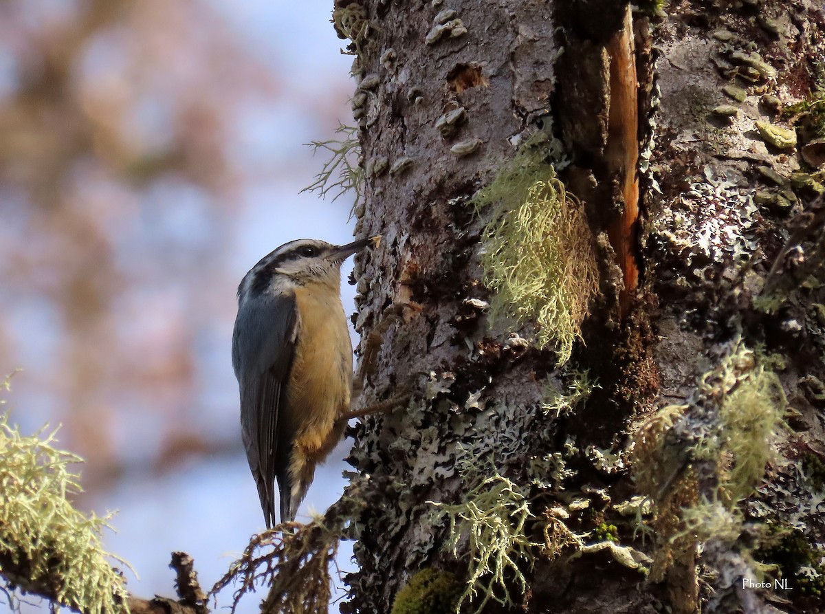 Red-breasted Nuthatch - ML616053937