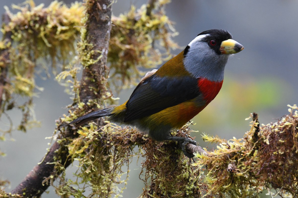 Toucan Barbet - Colin Dillingham