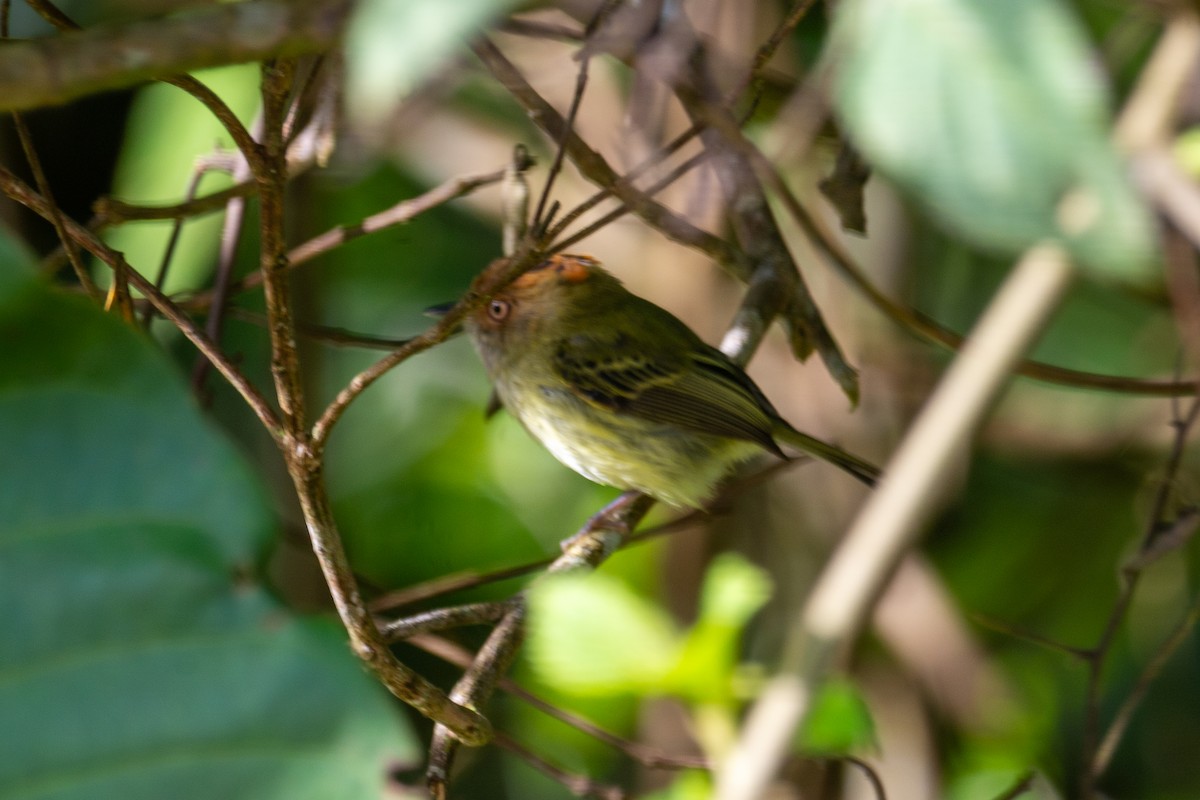 Scale-crested Pygmy-Tyrant - ML616053944