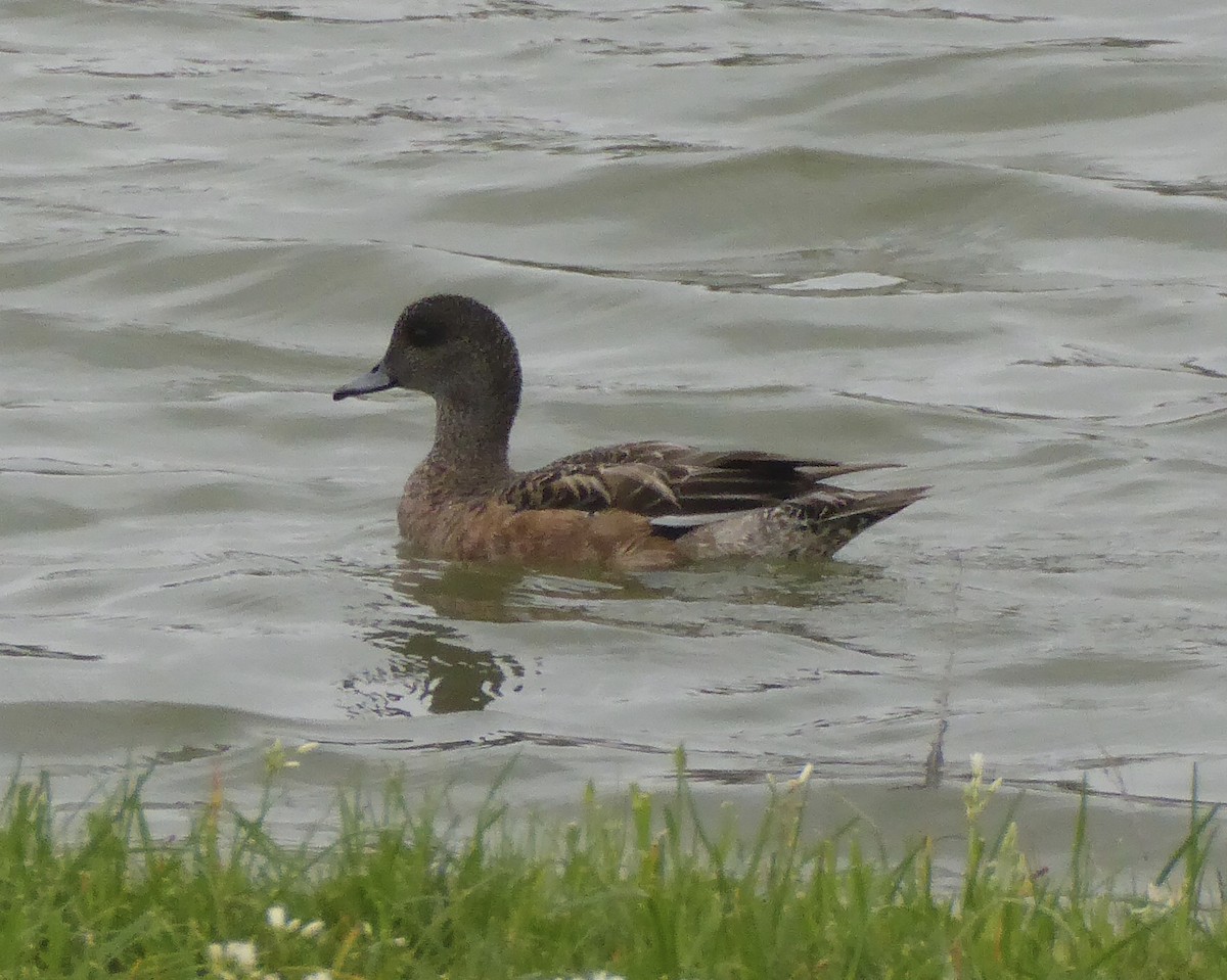 American Wigeon - Karina Rathmell