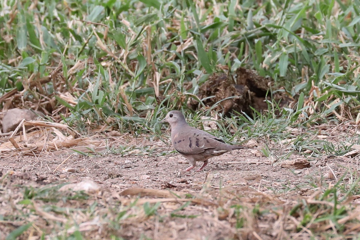 Plain-breasted Ground Dove - ML616054033