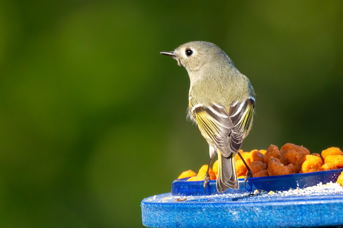 Ruby-crowned Kinglet - ML616054049