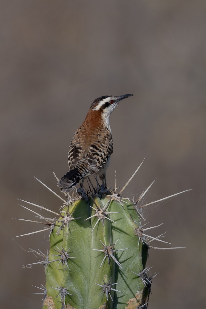 Rufous-naped Wren (Rufous-backed) - ML616054068