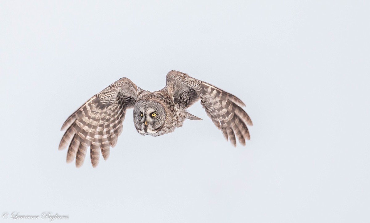 Great Gray Owl - ML616054119