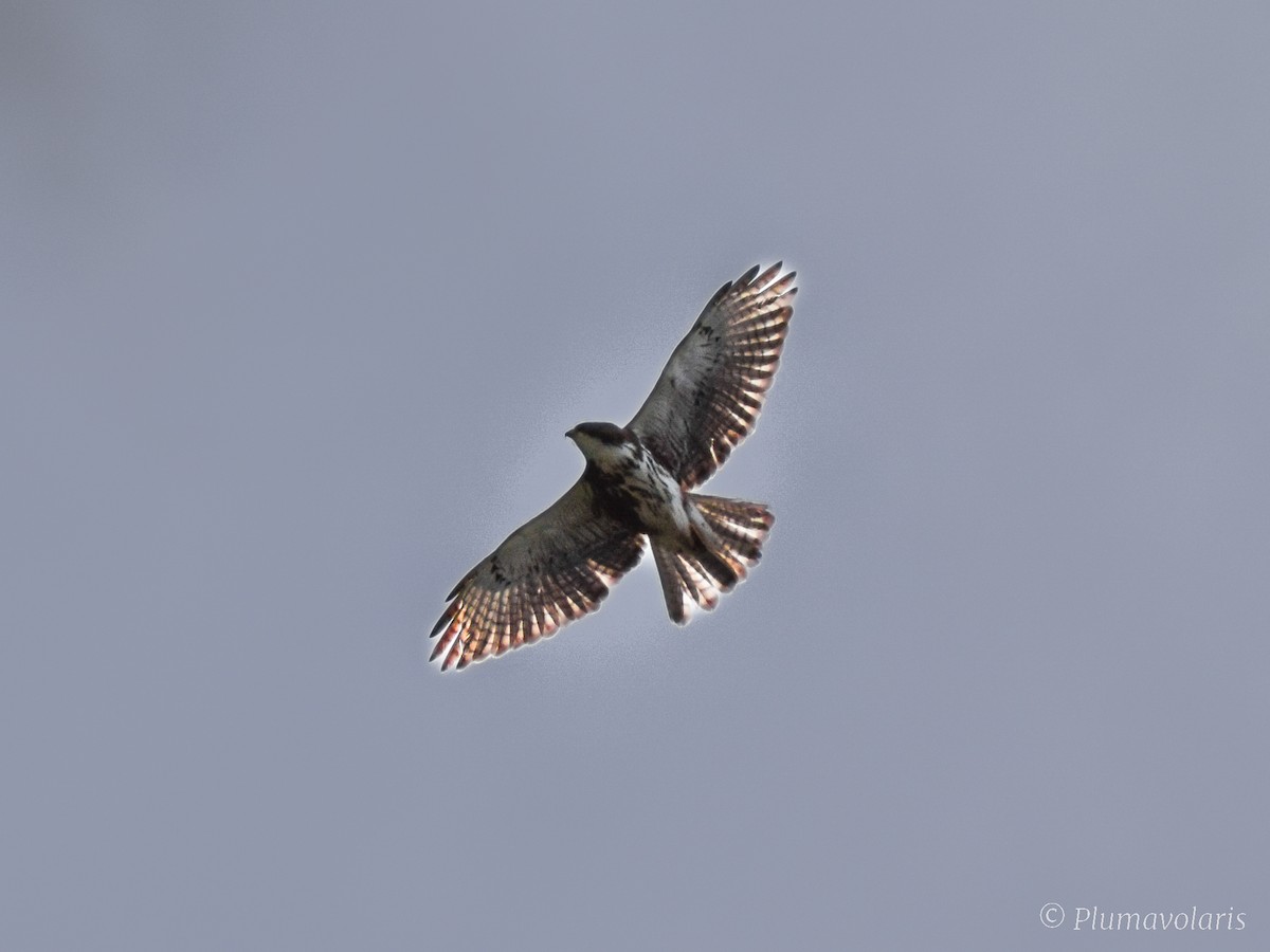 White-throated Hawk - ML616054170