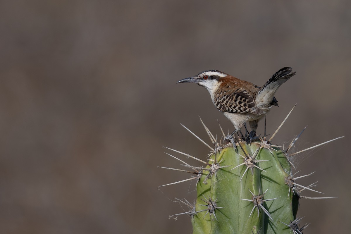 Rufous-naped Wren (Rufous-backed) - ML616054171