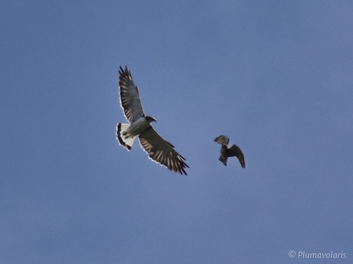 Variable Hawk - ML616054172