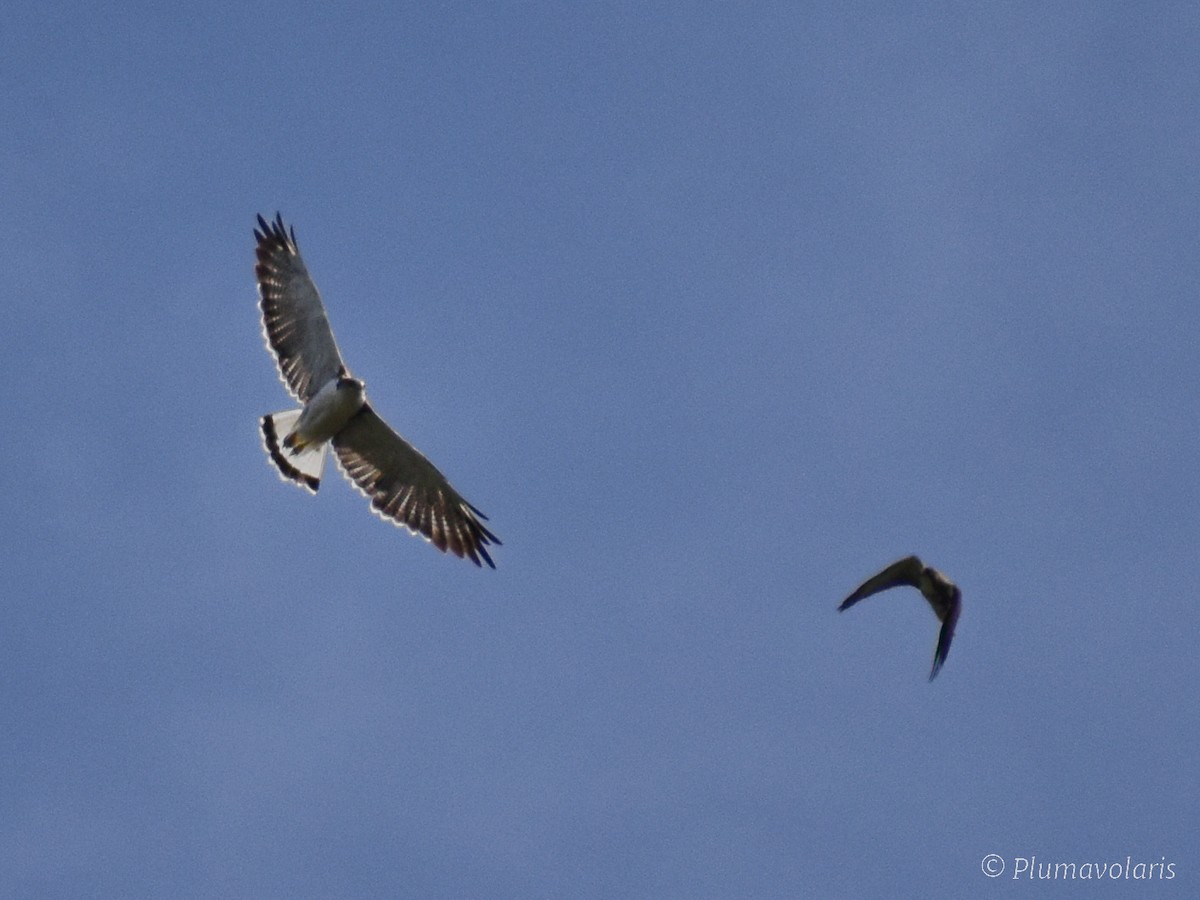 Variable Hawk - ML616054173