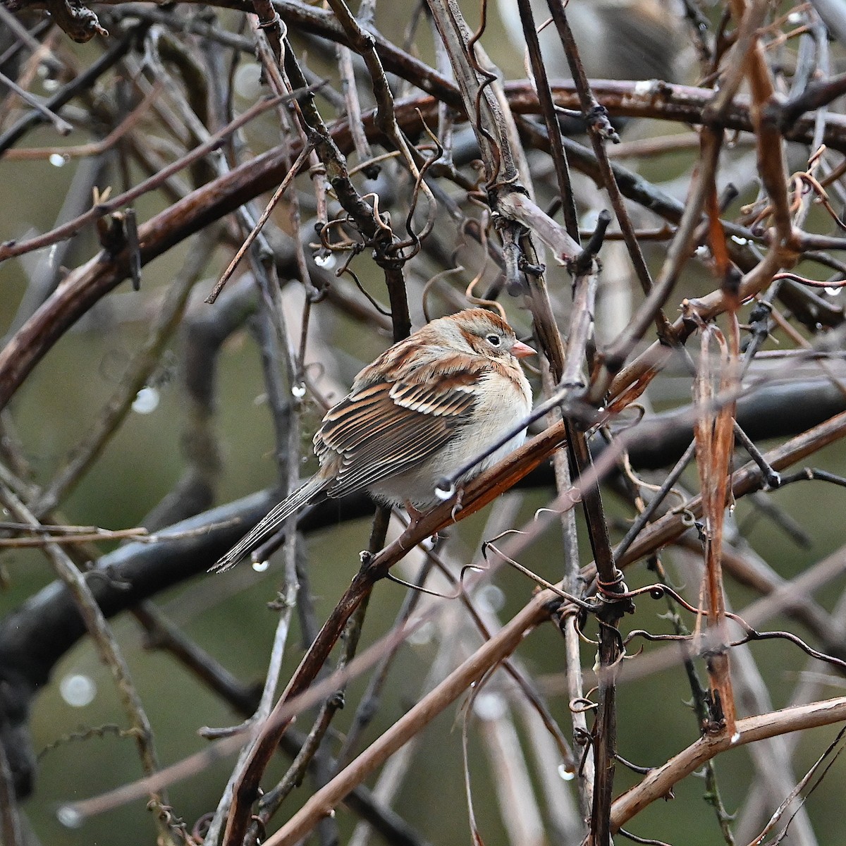 Field Sparrow - ML616054181