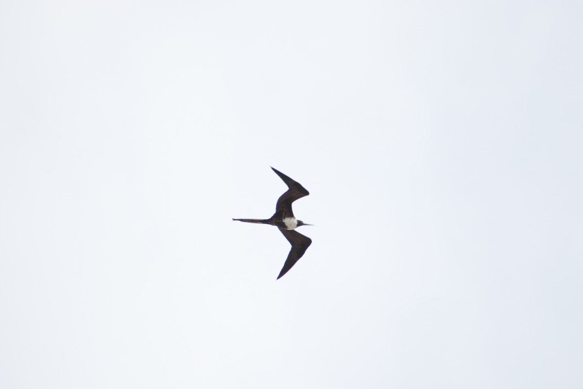 Magnificent Frigatebird - ML616054208