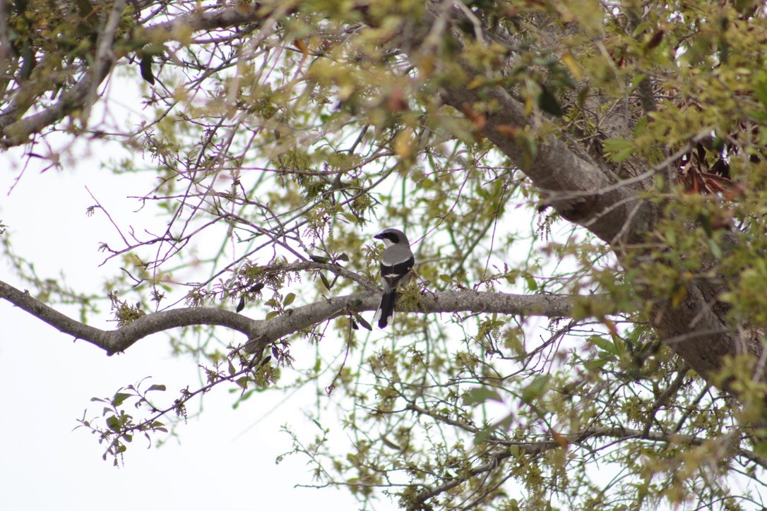 Loggerhead Shrike - ML616054226