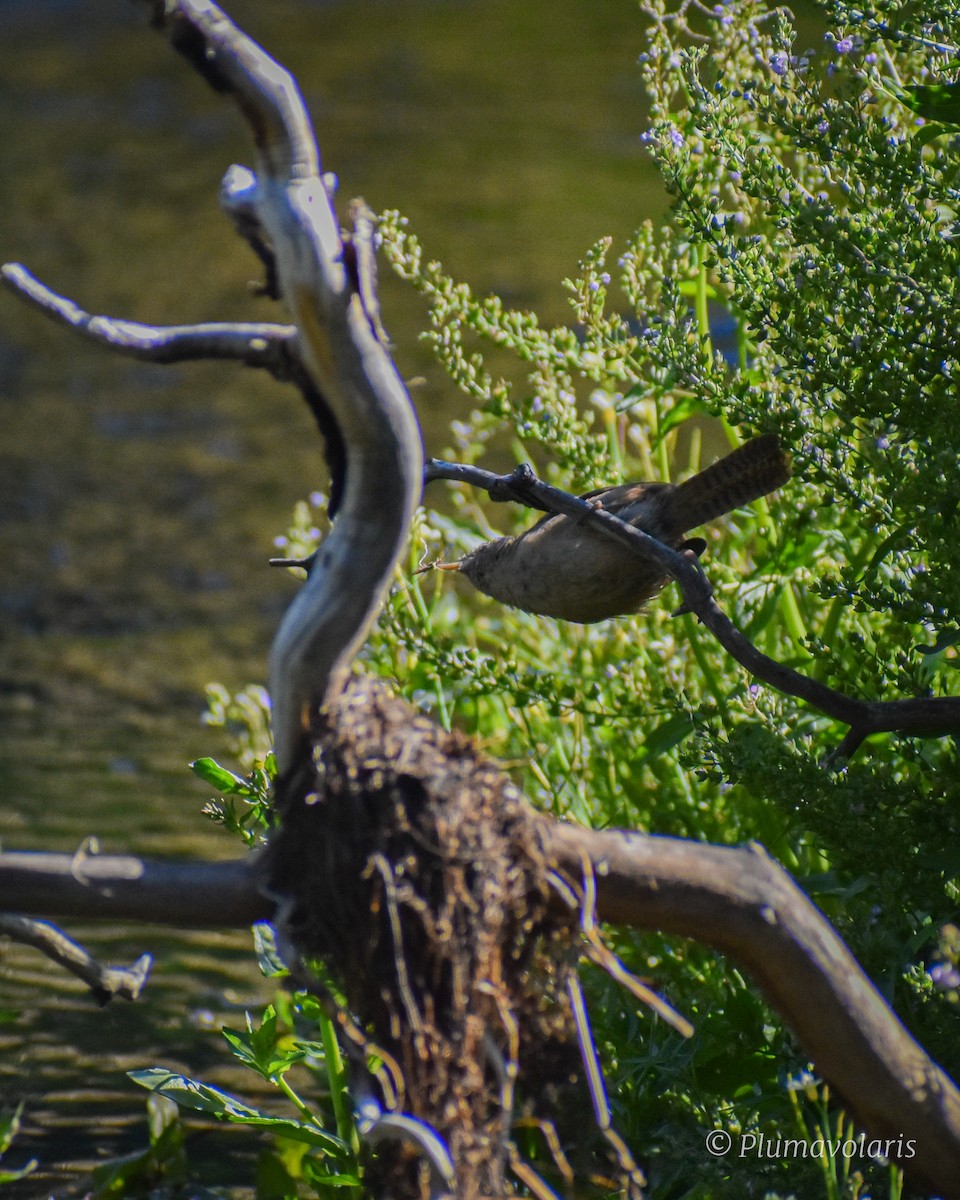 Southern House Wren - ML616054240