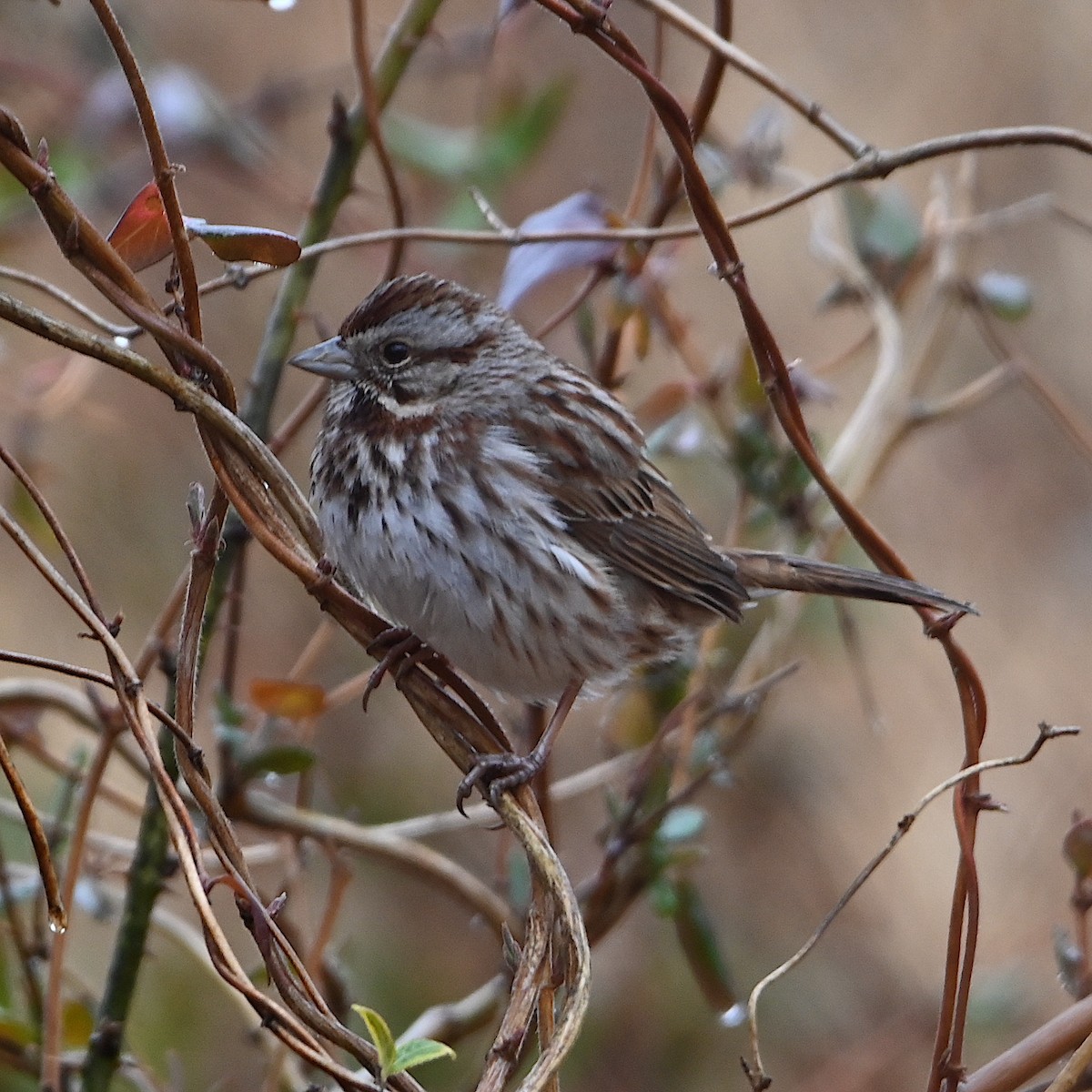Song Sparrow - Chad Ludwig