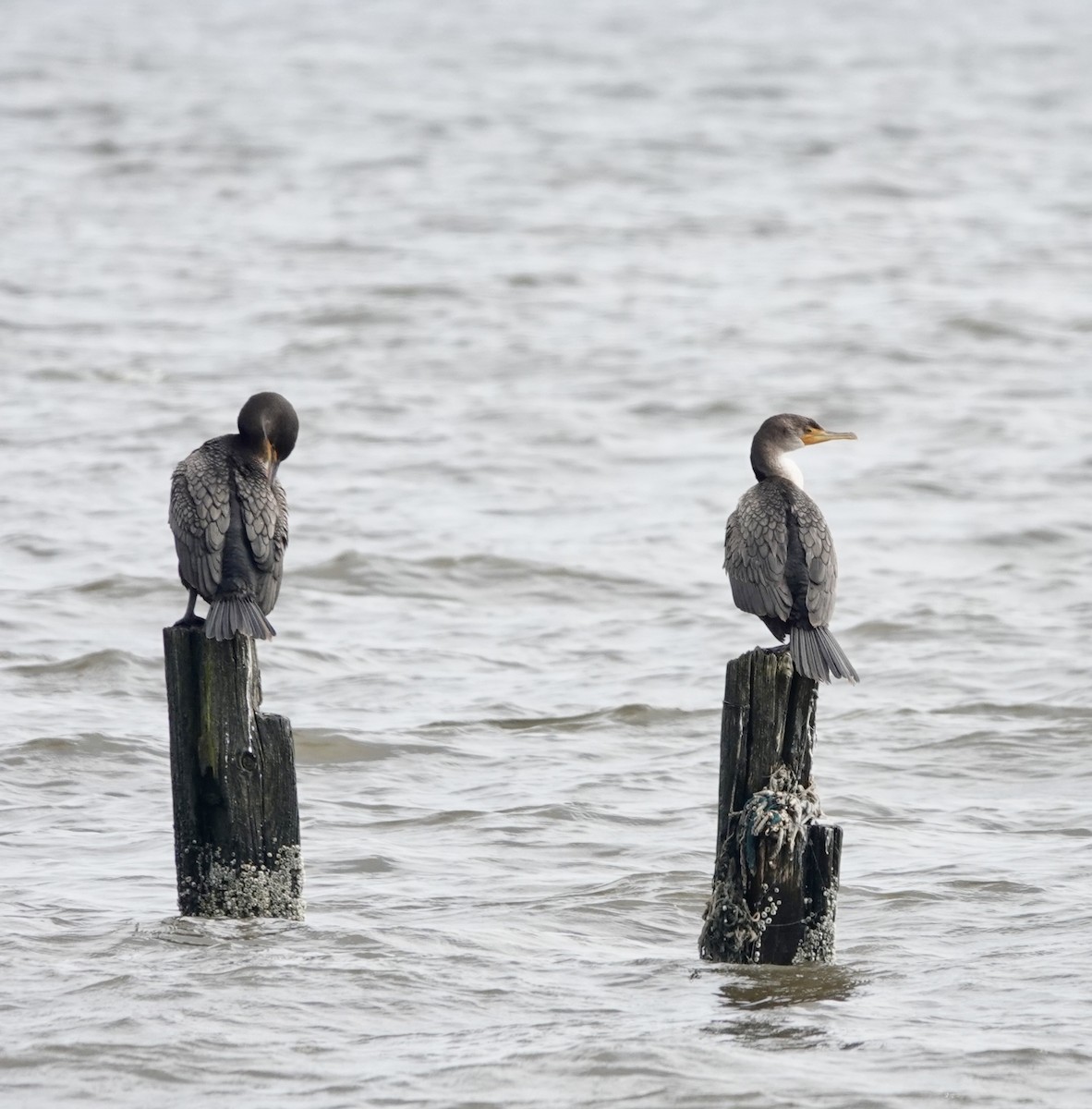 Double-crested Cormorant - ML616054321