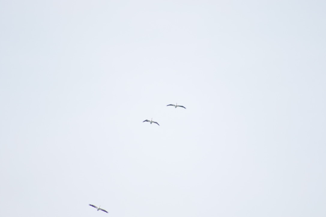 American White Pelican - ML616054371