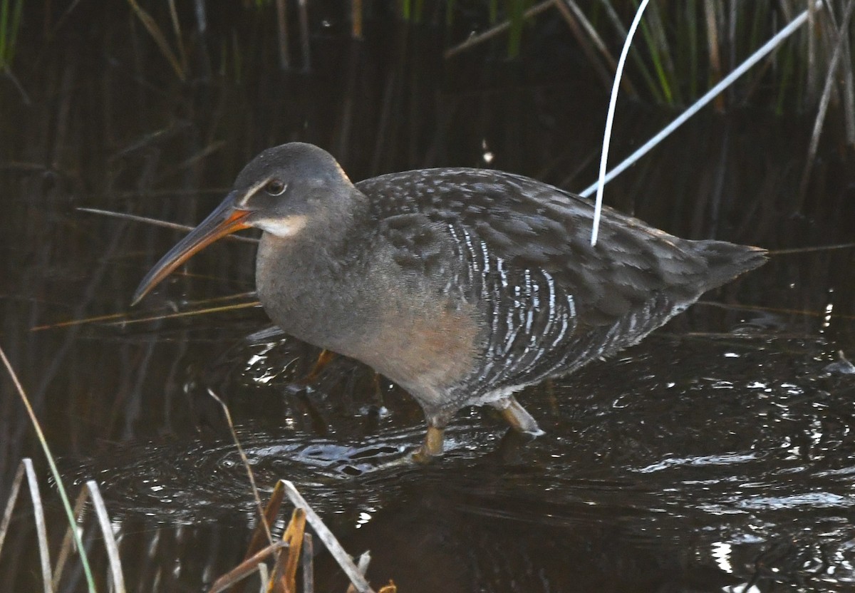 Clapper Rail - ML616054405