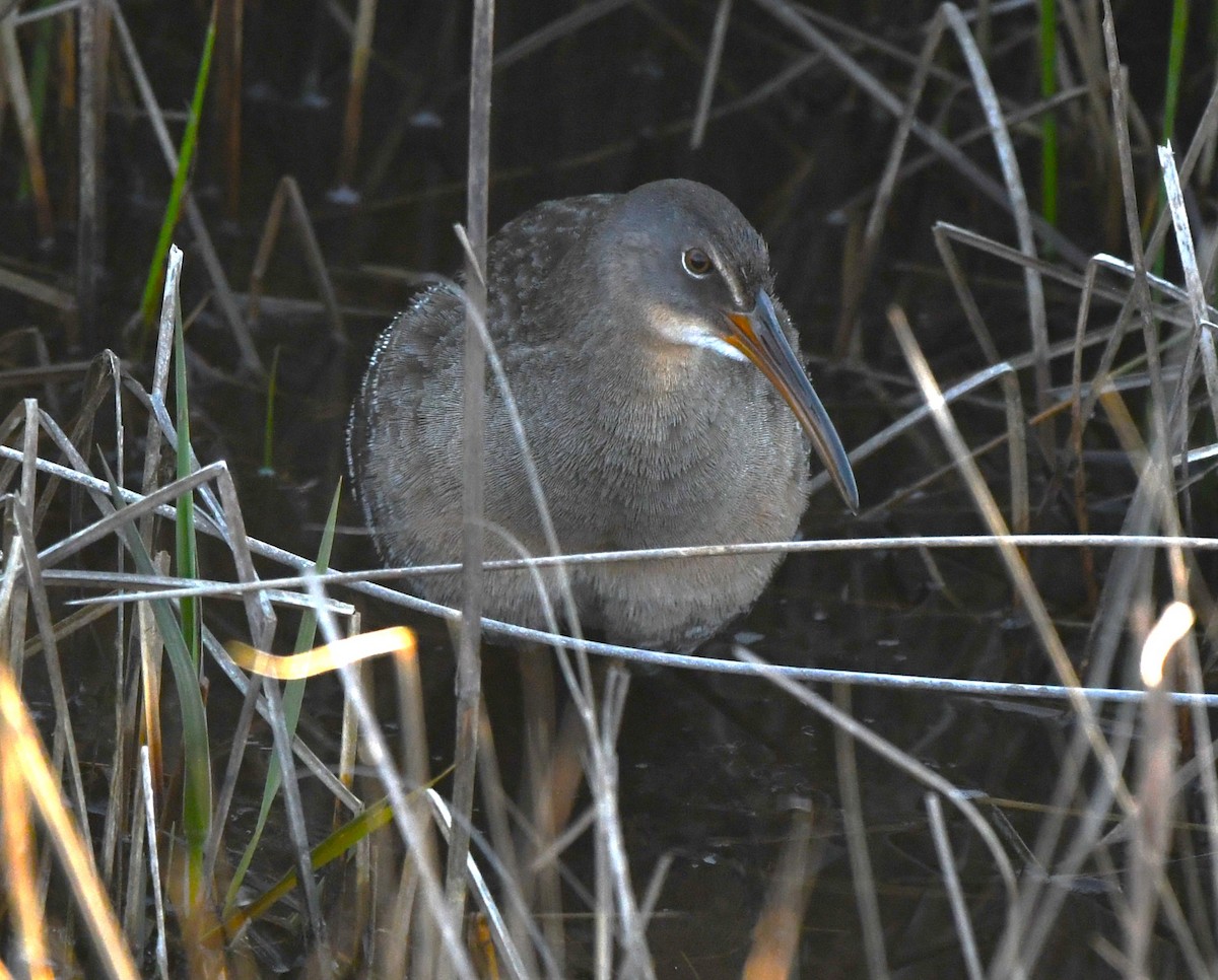 Clapper Rail - ML616054417