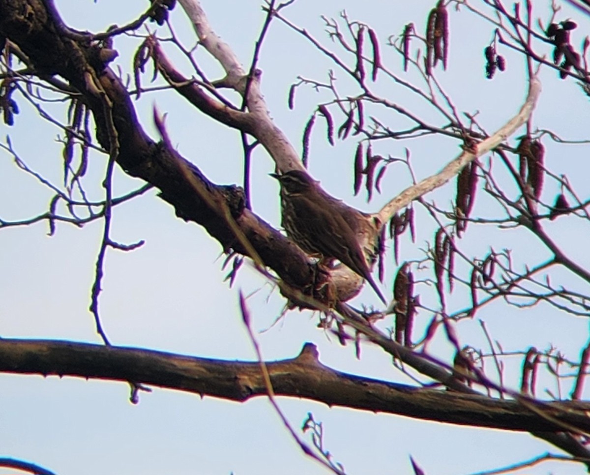 Цагаан хөмсөгт хөөндэй - ML616054438