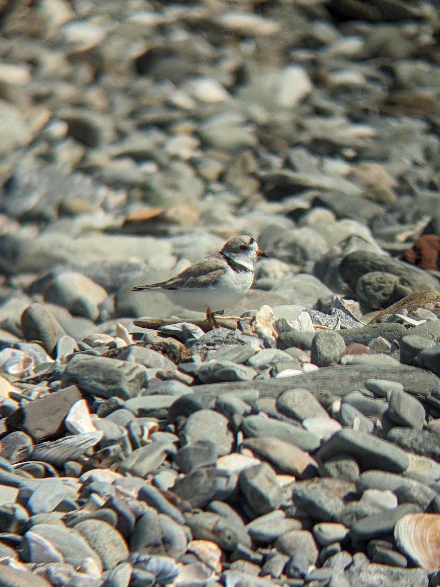 Piping Plover - ML616054441