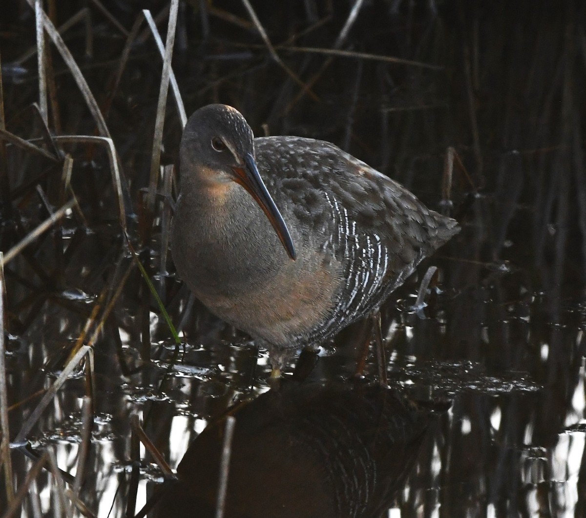 Clapper Rail - ML616054447