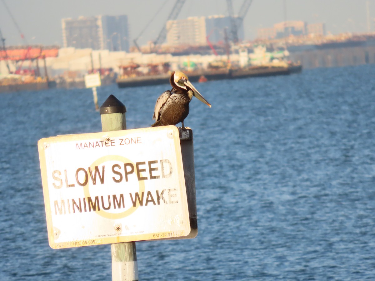 Brown Pelican - ML616054448