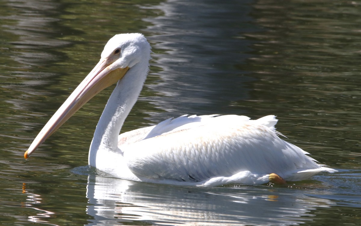 American White Pelican - Barry Spolter