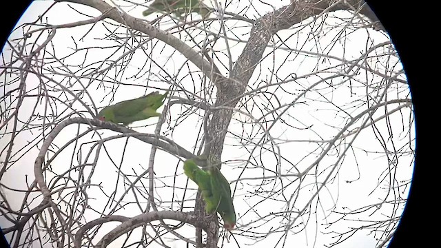 Red-crowned Parrot - ML616054497