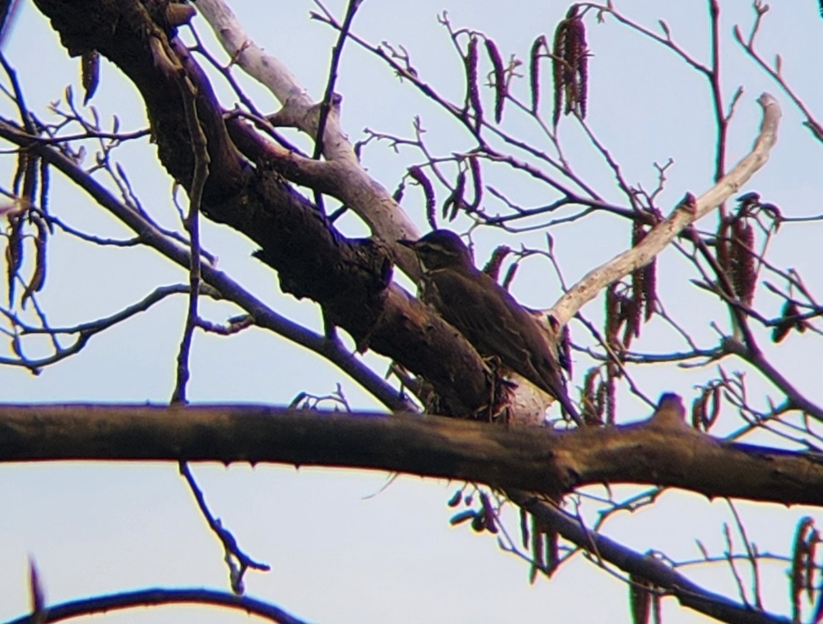 Цагаан хөмсөгт хөөндэй - ML616054502