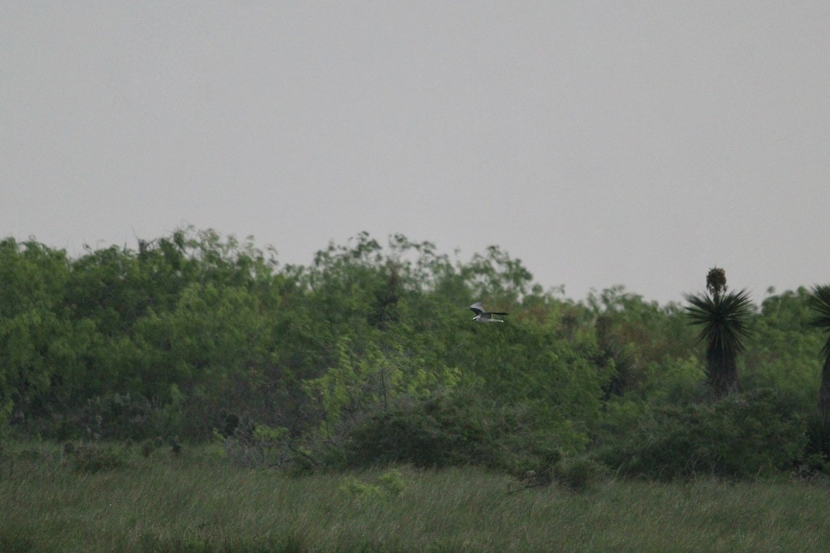 White-tailed Kite - ML616054557