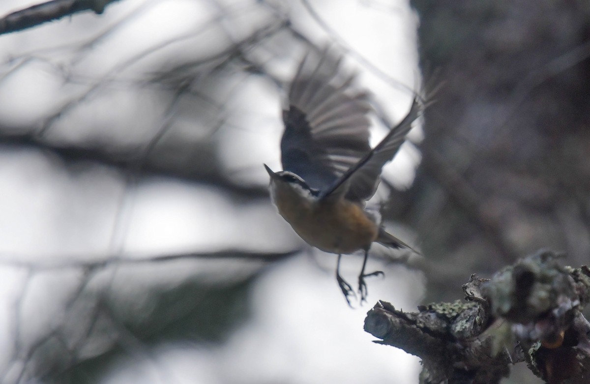 Red-breasted Nuthatch - ML616054564