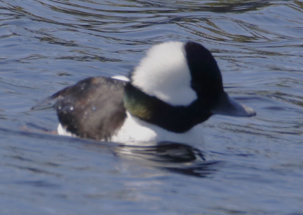 Bufflehead - ML616054572